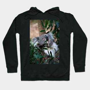 Feeding Time For Koalas Hoodie